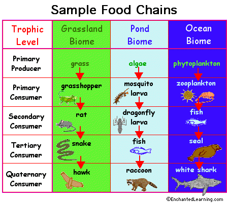 aquatic food web examples. on food chain in from